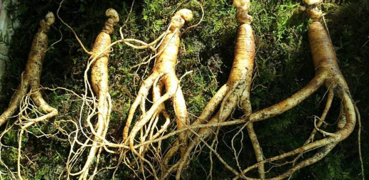 Ginseng and Sexual Health