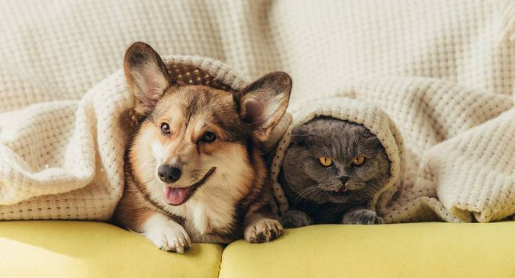 Animaux et changement de saison: prévention et bien-être