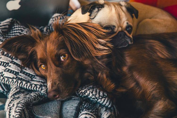 Huile de Foie de Morue Pour les Chiens