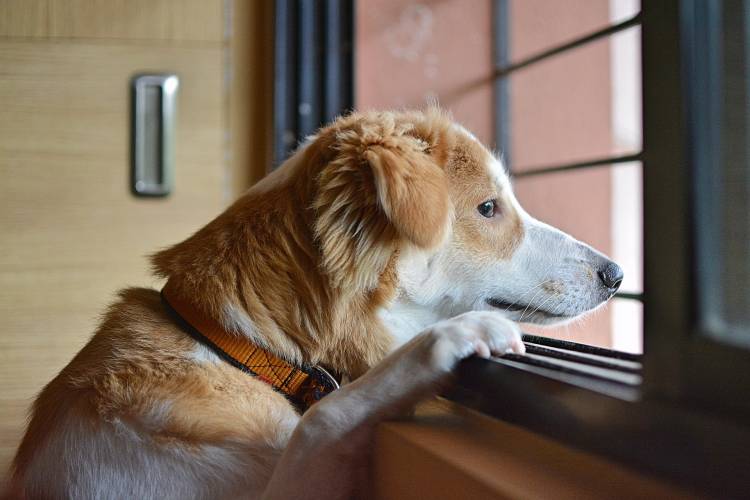 Remedios naturales para la ansiedad del perro
