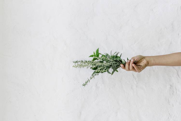 Hierbas para aliviar los sofocos de la menopausia