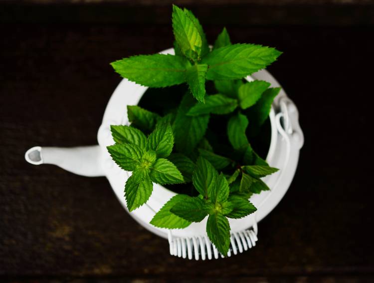 Les Bienfaits de la Menthe Poivrée