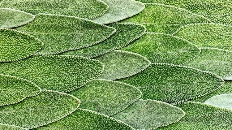 Los Beneficios de la Salvia para la Salud