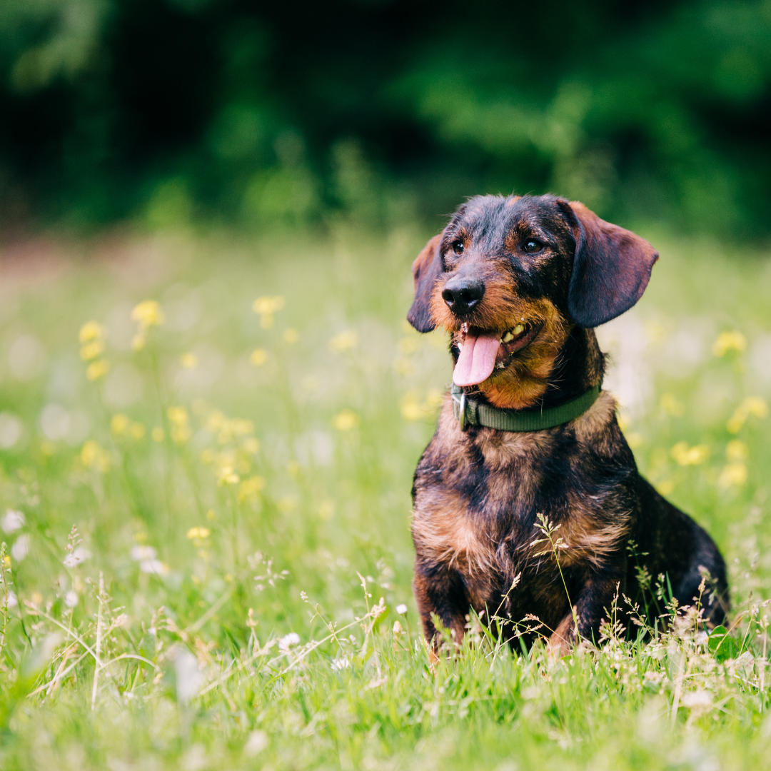 Dog Supplements