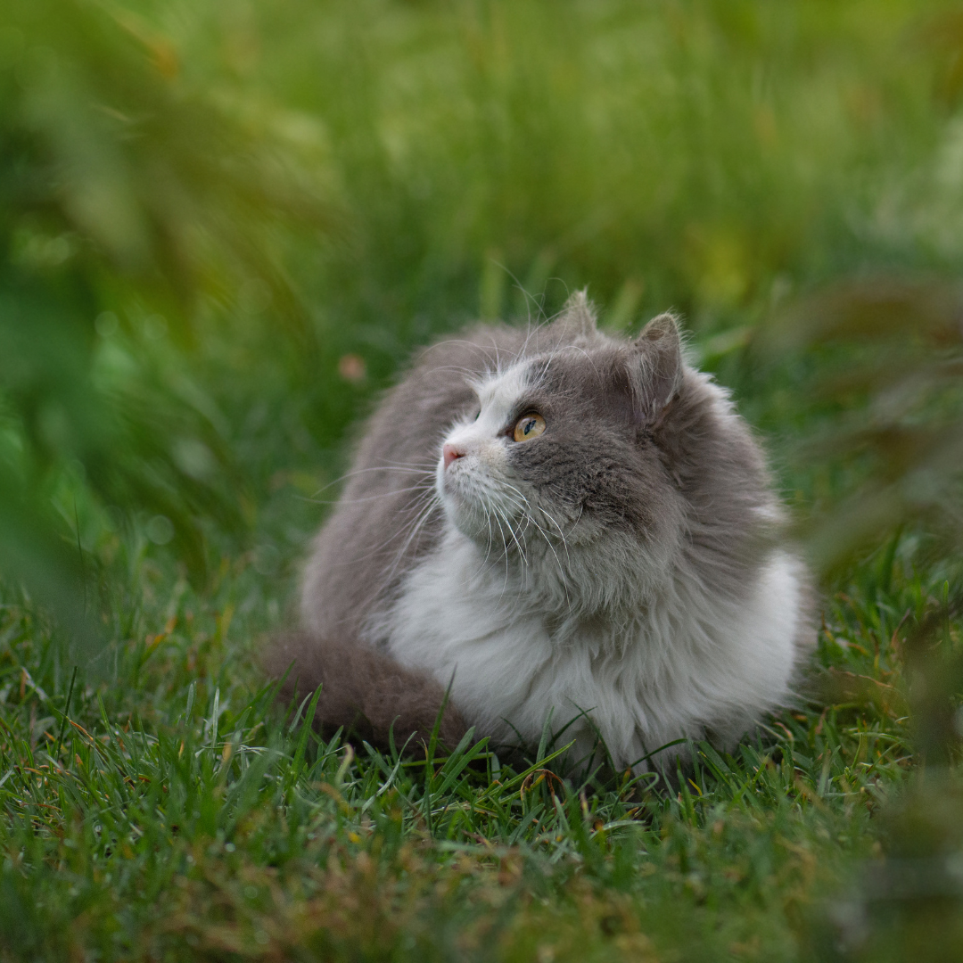 Cat Supplements | Vitapaws | Simply Supplements