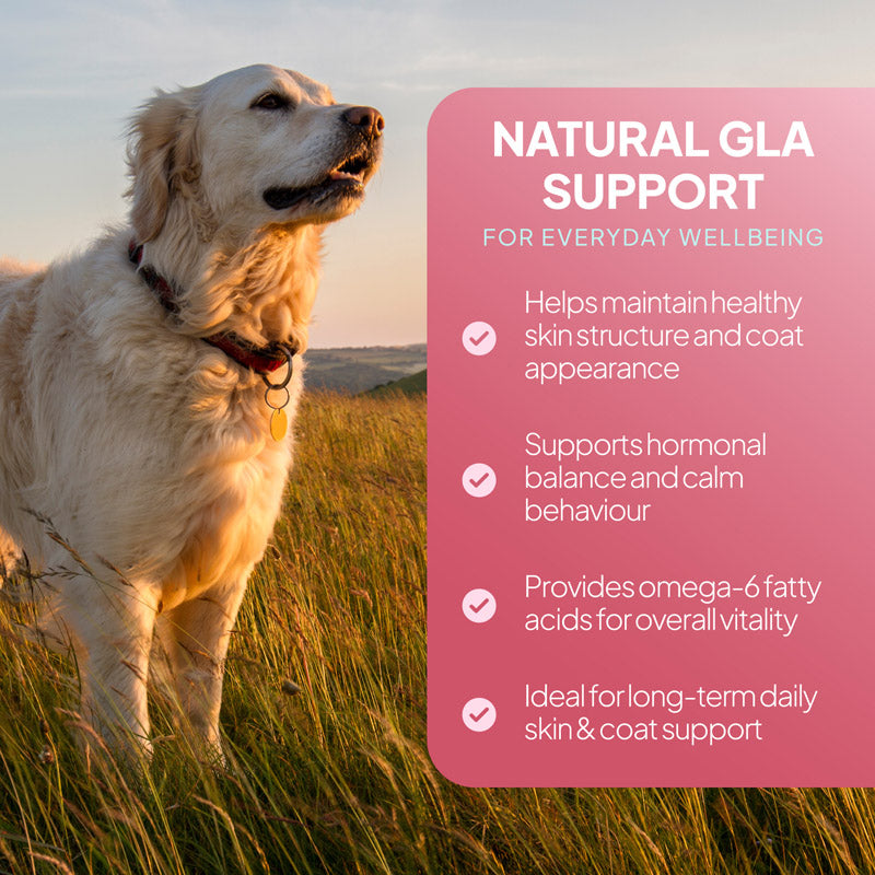 Golden retriever in a grassy field beside an evening primrose oil graphic highlighting natural GLA support for skin, coat, calm behaviour and vitality