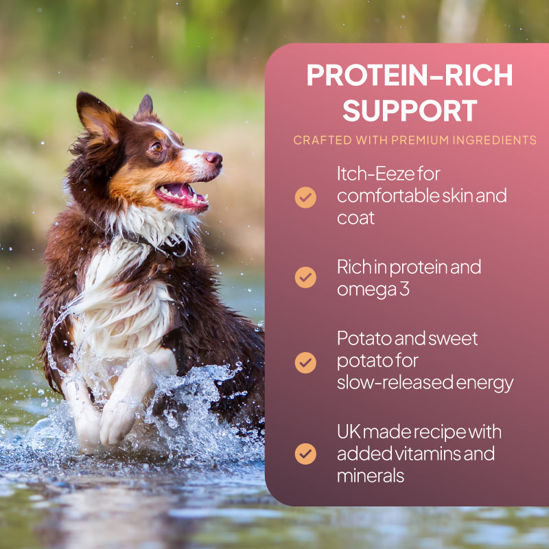 Active dog in water beside a salmon and potato dog food graphic highlighting omega-3, protein-rich nutrition, added vitamins and minerals, and skin and coat support