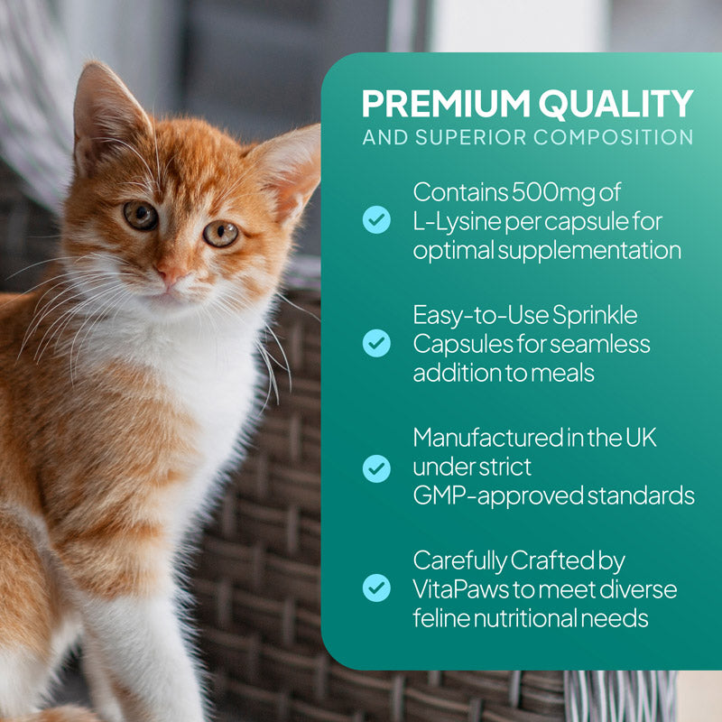 Ginger kitten beside an L-lysine graphic highlighting 500mg per capsule, sprinkle capsules and UK-made feline nutritional support