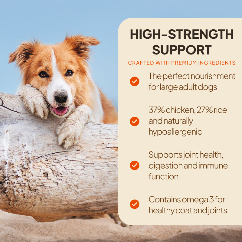 Adult dog beside a chicken and rice dog food graphic highlighting hypoallergenic nutrition, omega-3 and support for joints, digestion and immune function