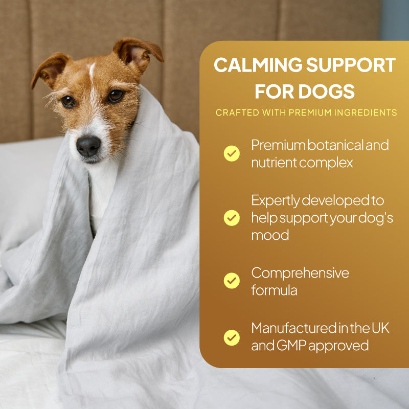 Small dog wrapped in a blanket beside a calming support graphic highlighting botanical ingredients, mood support and UK manufacturing