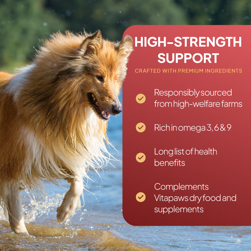 Wet dog beside a salmon oil support graphic highlighting omega 3, 6 and 9, responsible sourcing and daily nutritional support