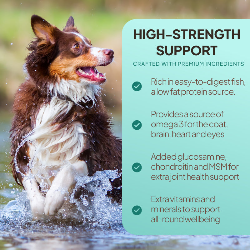 Active dog in water beside a fish dog food graphic highlighting easy-to-digest low-fat protein, omega-3 and added joint support nutrients
