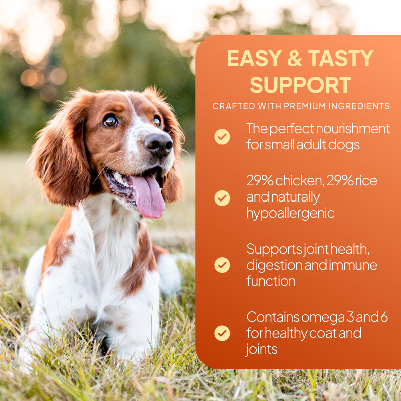 Small adult dog beside a chicken and rice dog food graphic highlighting hypoallergenic nutrition, omega 3 and 6, and support for joints, digestion and immune function