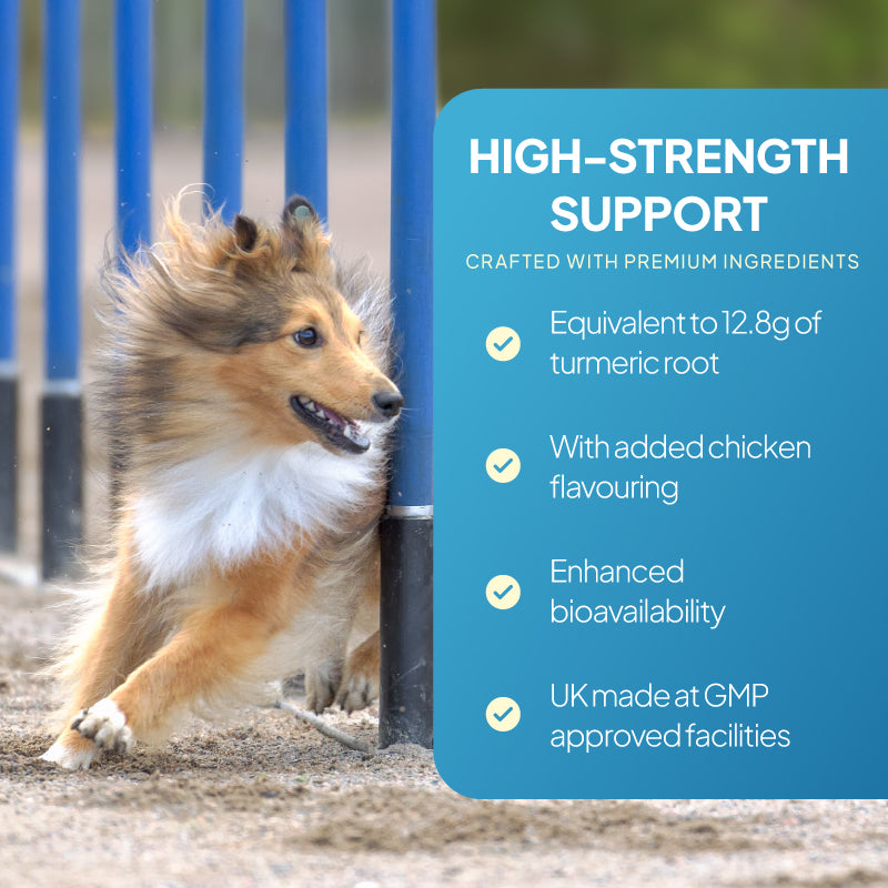 Active dog beside a turmeric joint support graphic highlighting 12.8g turmeric root equivalent, chicken flavouring, enhanced bioavailability and UK manufacturing