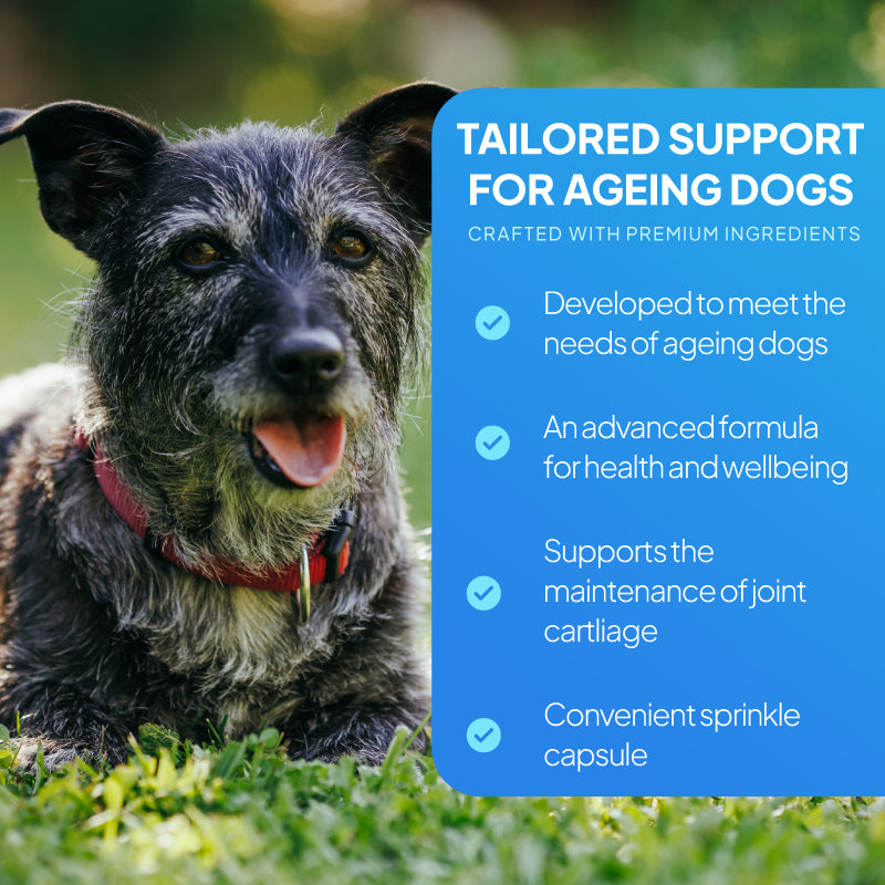 Senior dog beside a tailored support graphic highlighting daily nutritional support, joint cartilage support and sprinkle capsules for ageing dogs