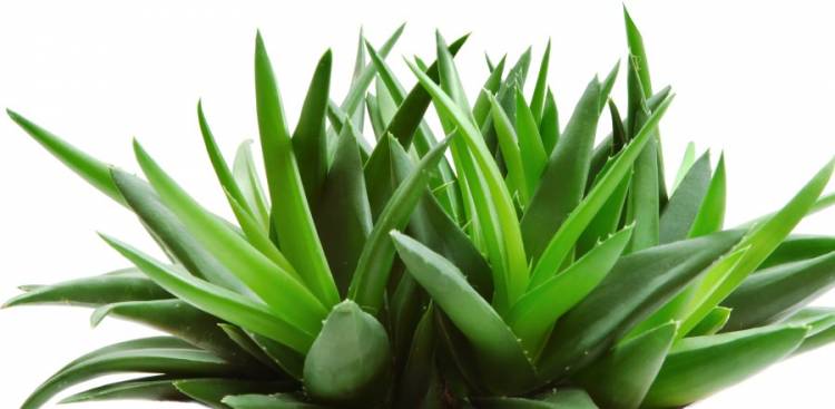 Health Benefits of  Aloe Vera
