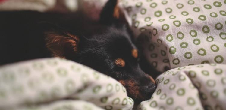 Natural Remedies for Dog Anxiety