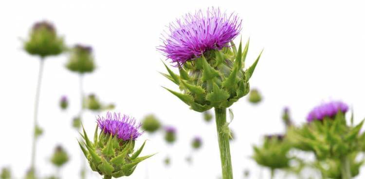 Milk Thistle for Liver Detox – Fact or Fad?