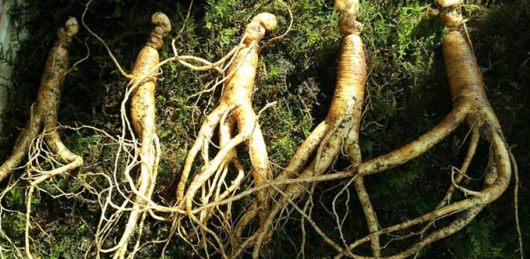 Ginseng and Sexual Health 