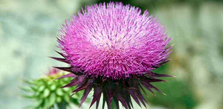 Discovering the Benefits of Milk Thistle