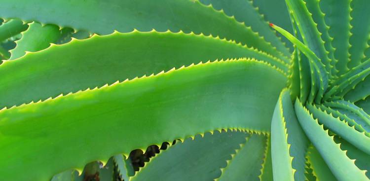 aloe vera skincare