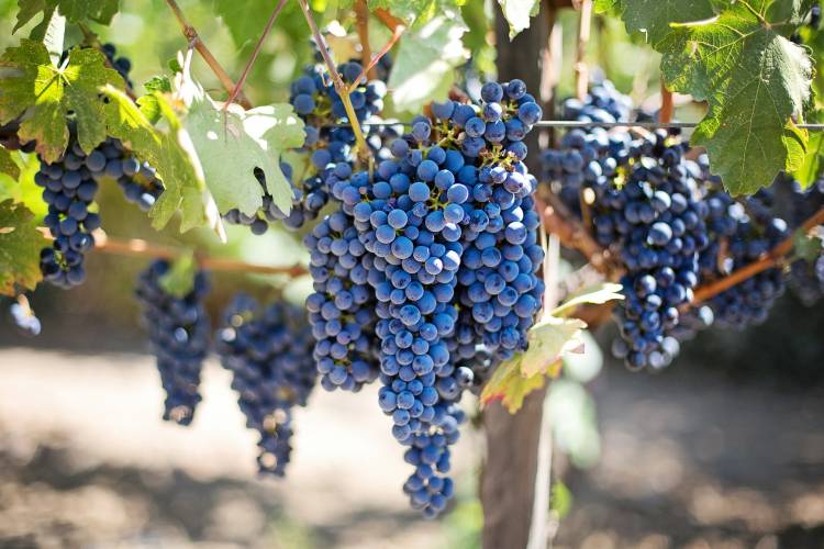 The Benefits of Grape Seed Extract for Your Skin