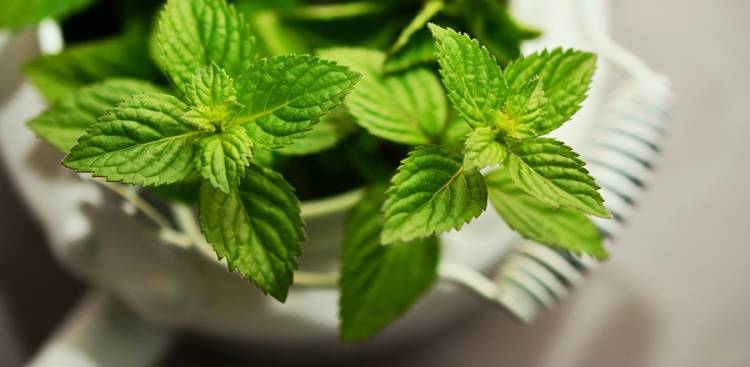 How to Use Peppermint for Bloating