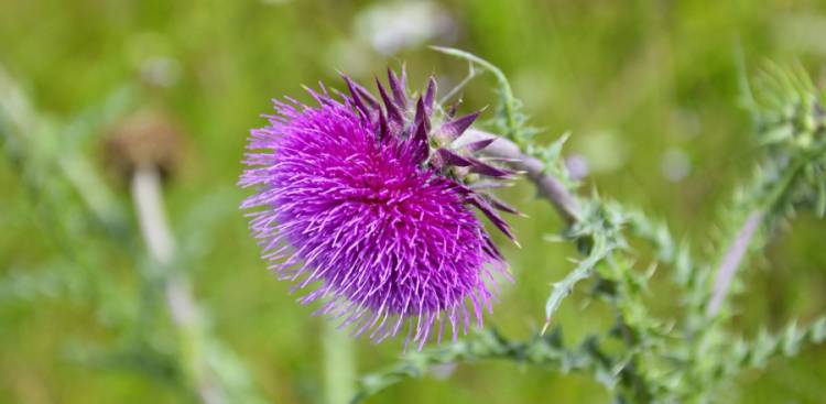 Uses of Milk Thistle