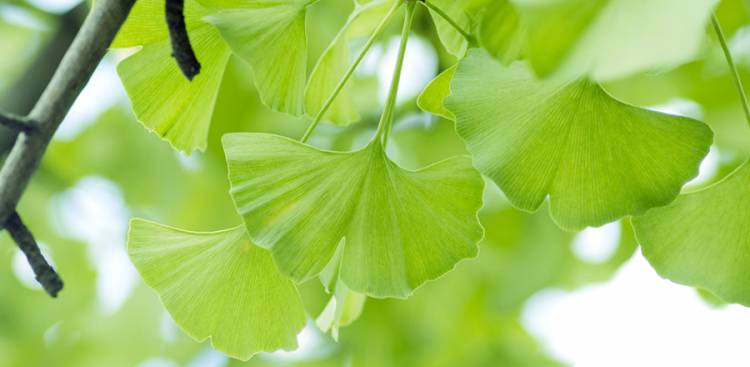 Health Benefits of  Ginkgo Biloba