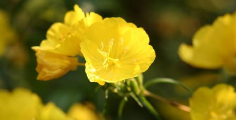 Health Benefits of  Evening Primrose Oil