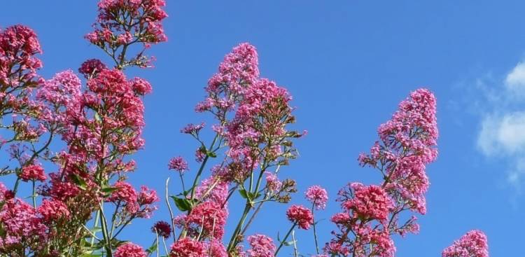 Health Benefits of Valerian