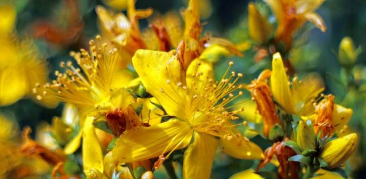 Health Benefits of St John's Wort