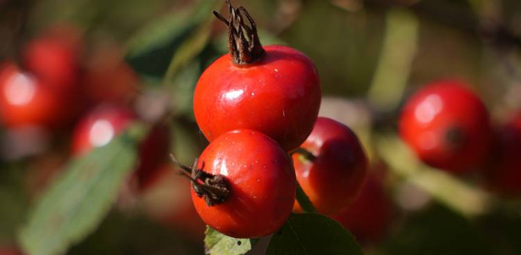 Health Benefits of Rosehips