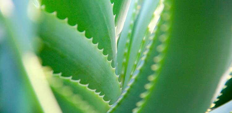 Health Benefits of Aloe Vera