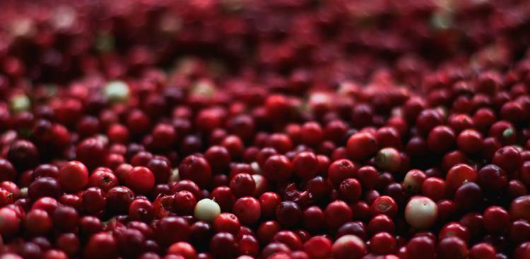 Health Benefits of Cranberries