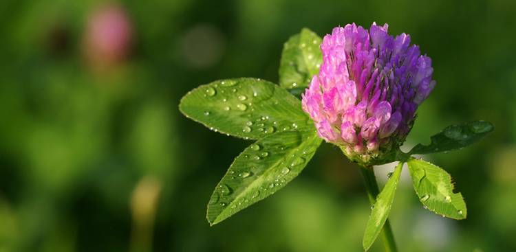 Health Benefits of Red Clover