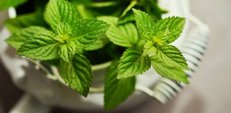 Health Benefits of Peppermint