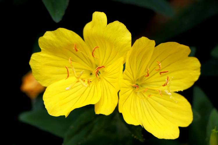 Starflower Oil vs Evening Primrose Oil