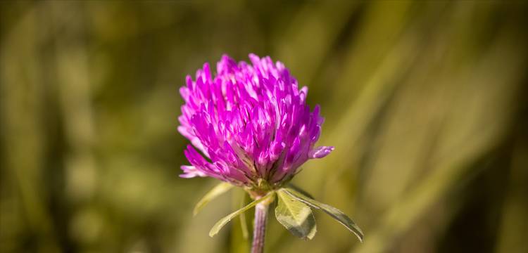 How Red Clover Isoflavones Affect the Menopause