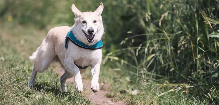 Cod Liver Oil for Dogs