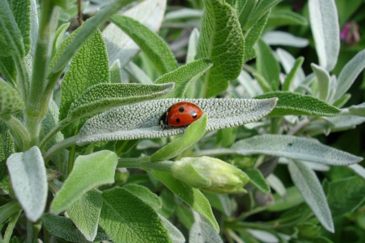 The Health Benefits of Sage