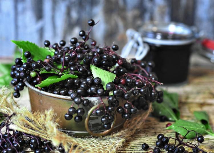 The Immune-Boosting Properties of Elderberry