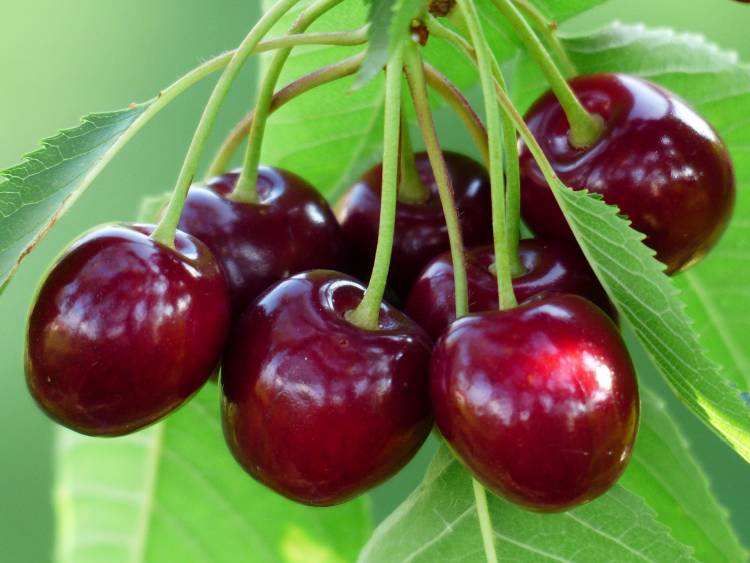 The Health Benefits of Montmorency Tart Cherry