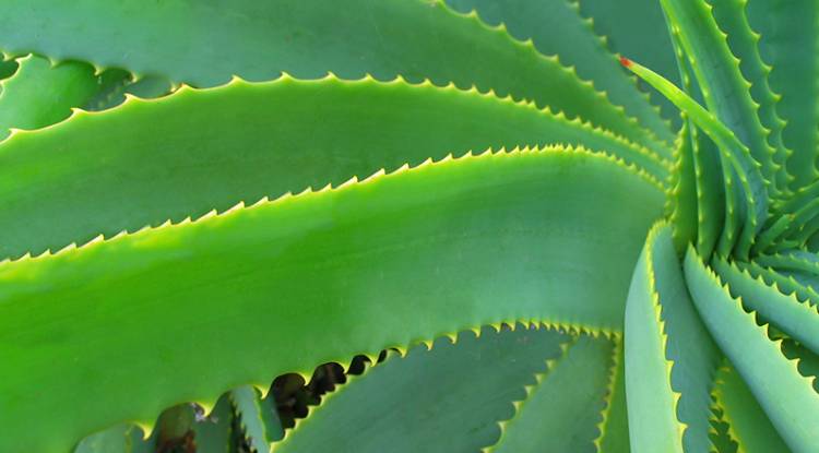 Benefits Of Aloe Vera For Skin Simply Supplements