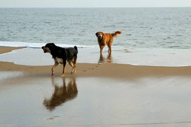 The Best Joint Supplements for Dogs