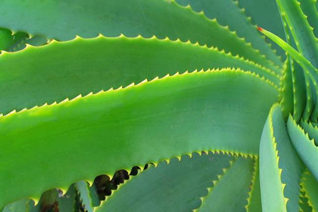 The Benefits of Aloe Vera for Your Skin