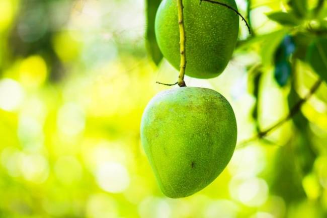 Health Benefits of African Mango