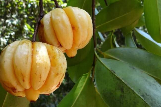 Health Benefits of Garcinia Cambogia