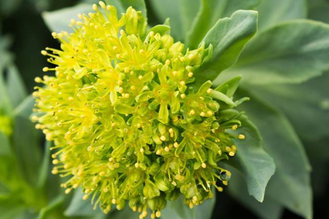 Health Benefits of Rhodiola