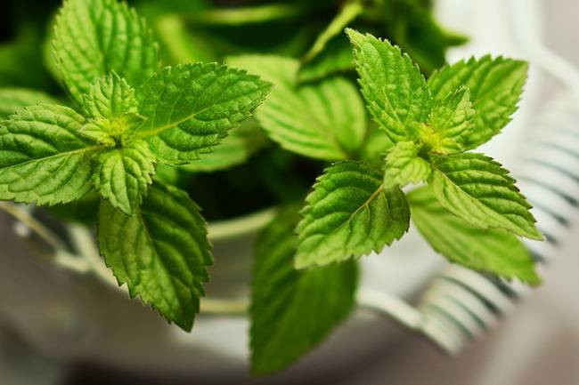 Health Benefits of Peppermint